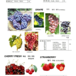 000622 GRAPECAMPBELL,FRESH